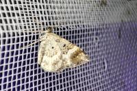 Epirrhoe alternata