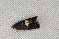Pammene spiniana