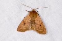 Leptologia macilenta