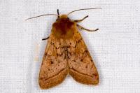 Leptologia macilenta