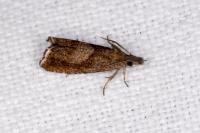 Dichrorampha simpliciana
