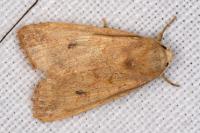 Sunira circellaris