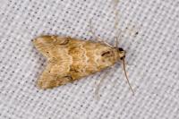 Hellula undalis