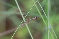 Amblyptilia acanthadactyla