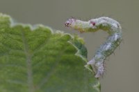 Asthena albulata
