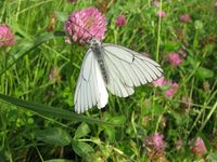 Aporia crataegi