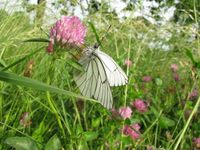 Aporia crataegi