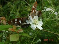 Apatura ilia