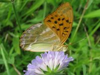 Argynnis paphia