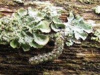 Cryphia algae