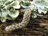 Cryphia algae
