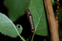 Clostera anachoreta