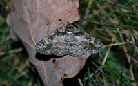 Cleora cinctaria