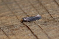 Cephimallota crassiflavella