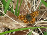 Boloria dia