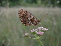 Boloria dia