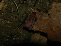Cerastis leucographa