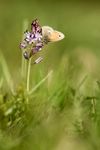 Coenonympha pamphilus