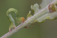 Cyclophora punctaria