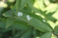 Coleophora saponariella