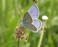 Cyaniris semiargus