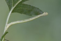 Chloroclysta siterata