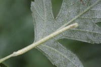 Chloroclysta siterata