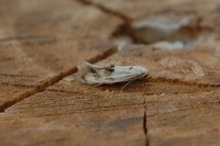 Elachista maculicerusella