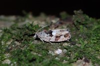 Eudemis profundana