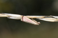 Eurhodope rosella