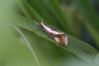 Harpella forficella