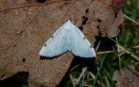 Lomographa bimaculata