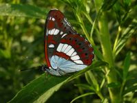 Limenitis reducta