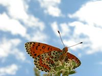 Melitaea didyma