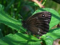 Minois dryas