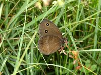 Minois dryas