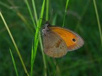 Maniola jurtina