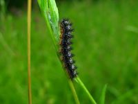 Melitaea phoebe