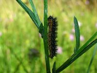Melitaea phoebe