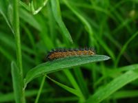 Melitaea phoebe