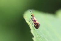 Micropterix tunbergella