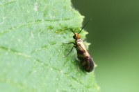 Micropterix tunbergella