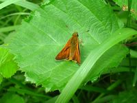 Ochlodes sylvanus
