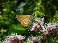 Ochlodes sylvanus
