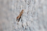 Pyroderces argyrogrammos