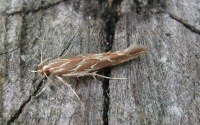 Pyroderces argyrogrammos