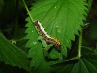 Polygonia c-album