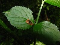 Ptycholoma lecheana