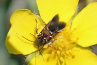 Pancalia leuwenhoekella