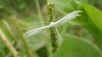 Pterophorus pentadactylus